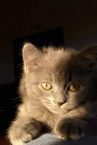 Photo Peto