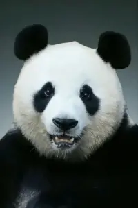 Photo Ai Bao