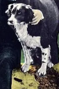Photo Rex the Dog
