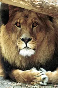 Photo Bongo the Lion #387313