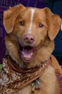 Photo Indy the Dog #358220