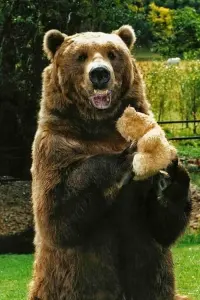 Photo Bart the Bear