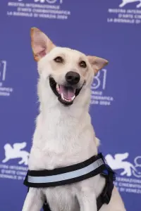 Photo Rambo