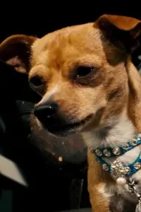 Photo Chester the Chihuahua