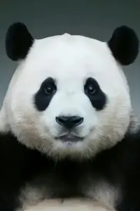 Photo Fu Bao
