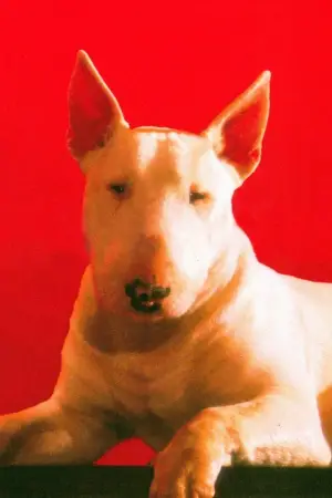 Photo Chimbot #385044