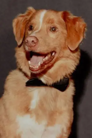 Photo Indy the Dog #358216