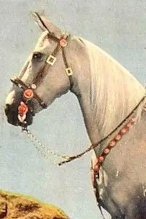 Photo Tarzan #393116