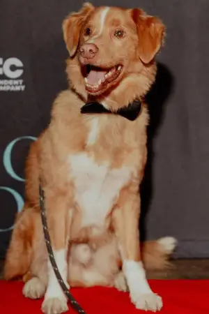 Photo Indy the Dog #358217