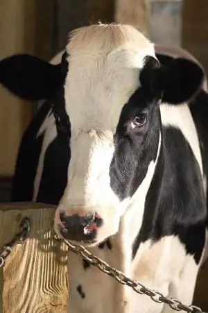 Photo Reba McEntire #71621