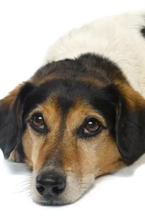 Photo Strapper #182843