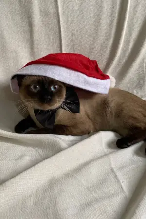 Photo Órion #139888