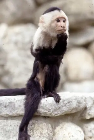 Photo Binx the Monkey #375904