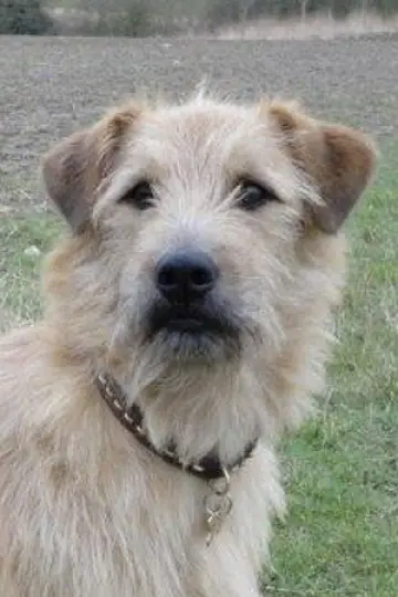 Photo Barley #458050