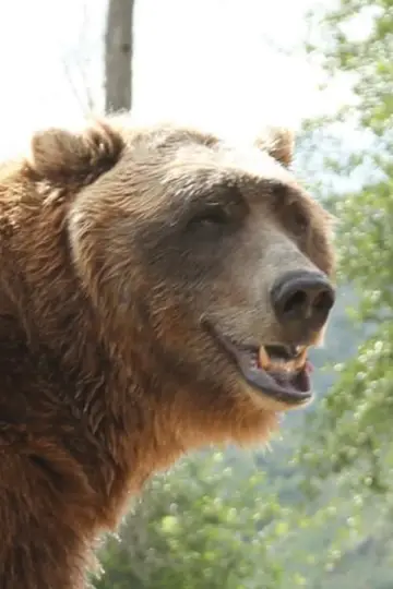 Photo Bart The Bear #29486