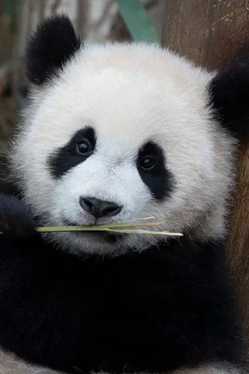 Photo Hui Bao #446119