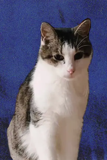Photo Cheeze the Cat #418707