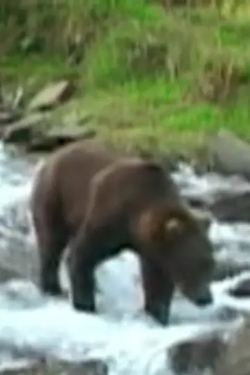 Photo Olie the Bear #460443