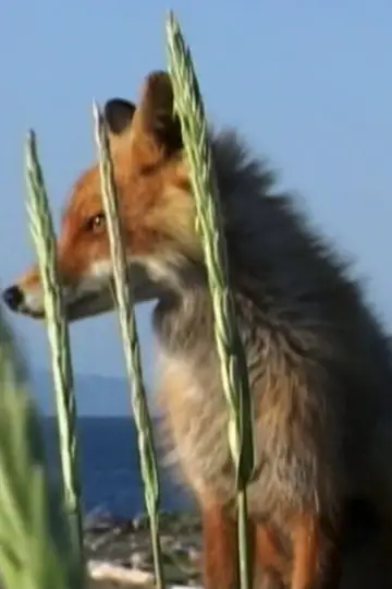 Photo Timmy the Fox #460450