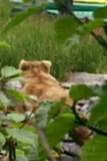 Photo Quincy the Bear #460458