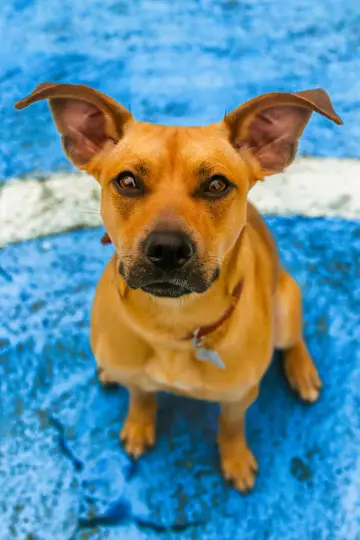 Photo Amendoim #431503