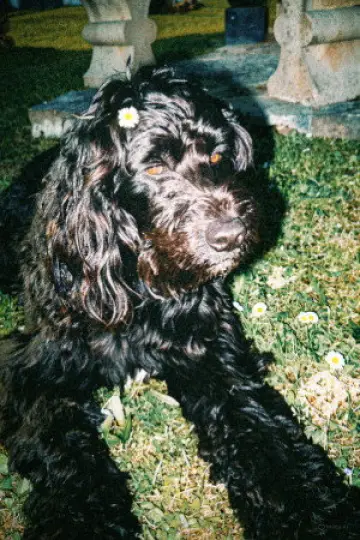 Photo Ulysse The Dog Actor #428662