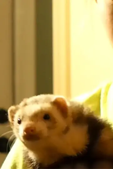 Photo Peanut #427318
