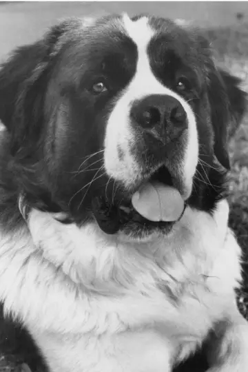 Photo Chris the Dog #441446