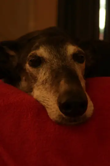 Photo Bobby the dog