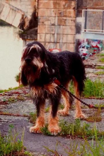 Photo Hades