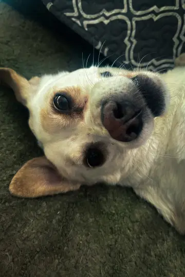 Photo Daisy