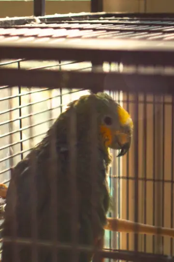 Photo Charlie The Parrot