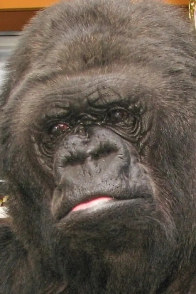 Photo Koko