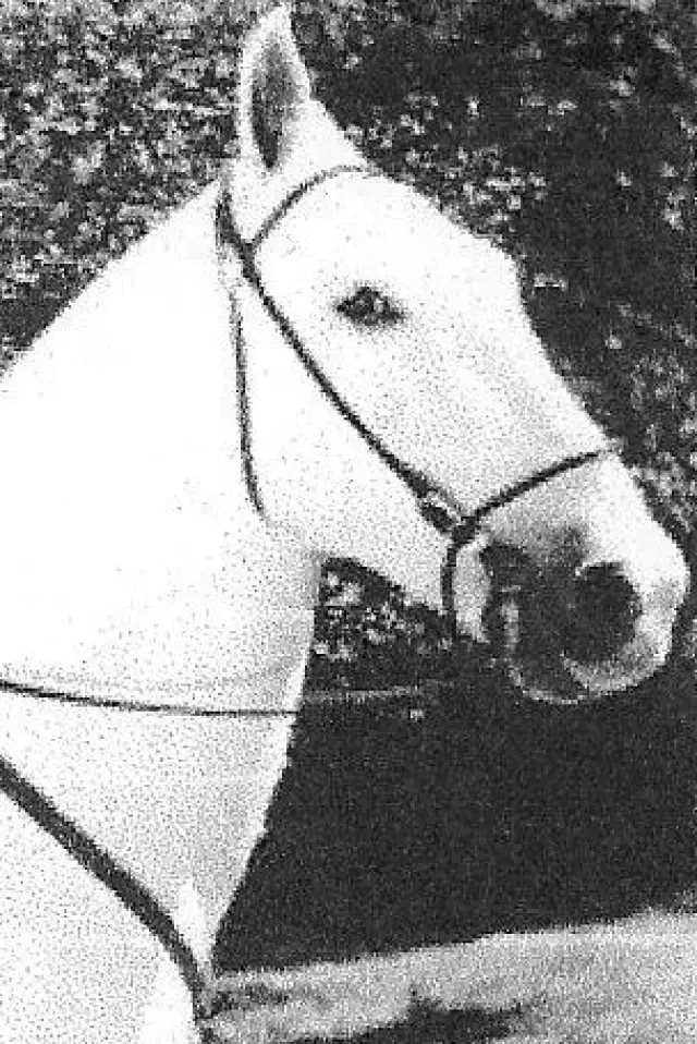 Photo Silver King the Horse