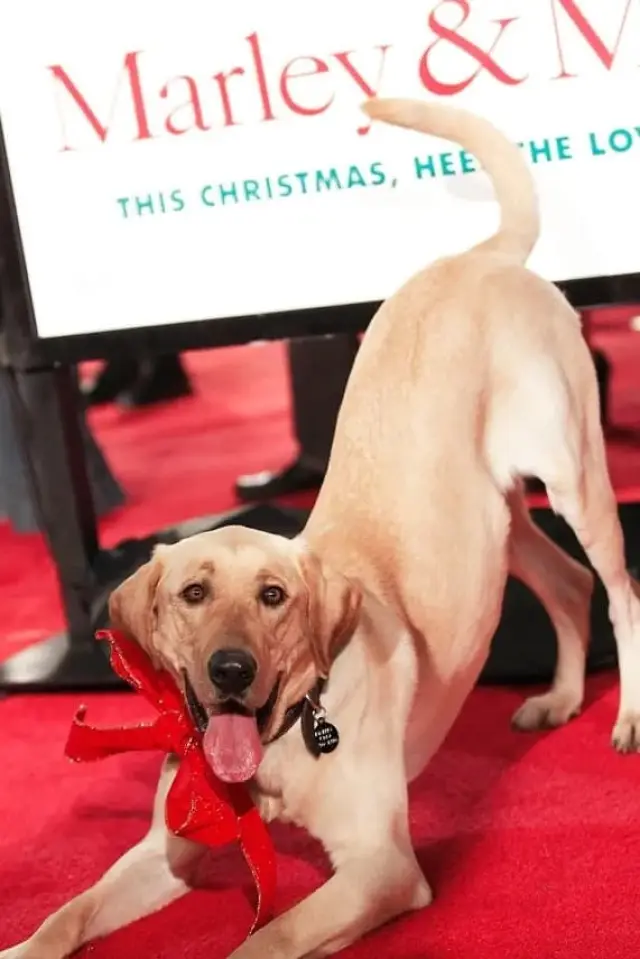 Photo Clyde the Dog
