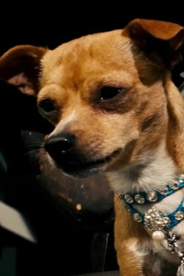 Photo Chester the Chihuahua