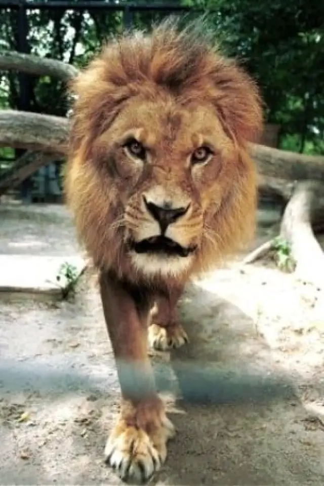 Photo Caesar the Lion