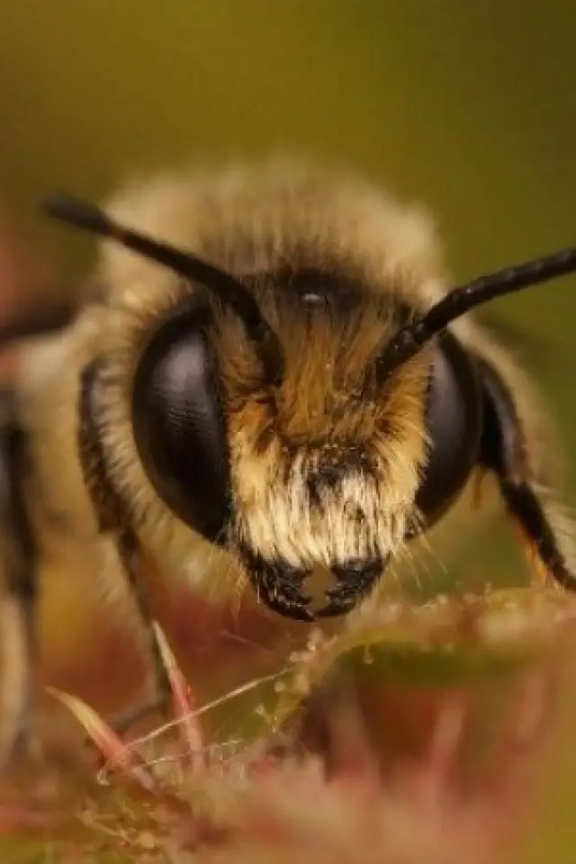 Photo Buzz Bee