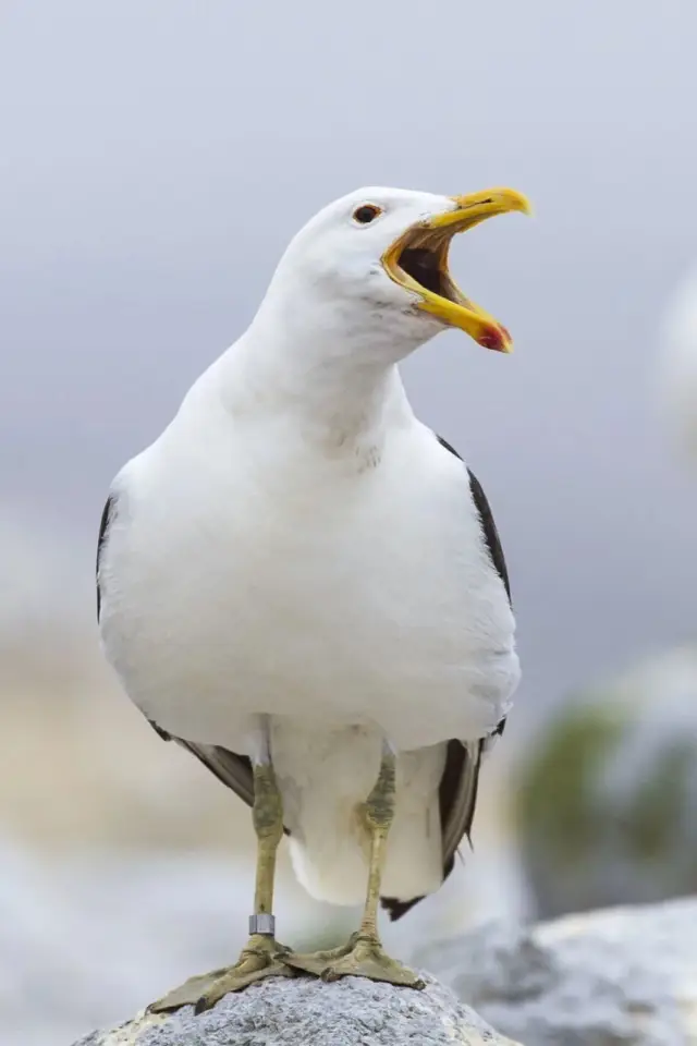 Photo Sully Seagull