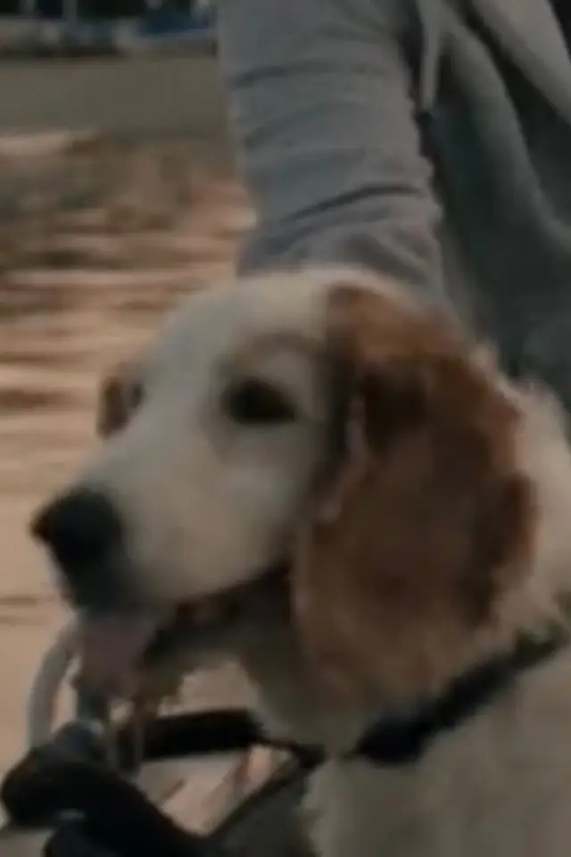 Photo Bodil the Dog