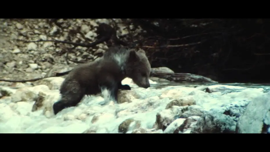 Watch film The Bear — The Bear - Trailer