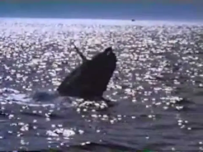 Watch film Free Willy 2: The Adventure Home — Free Willy 2 Trailer
