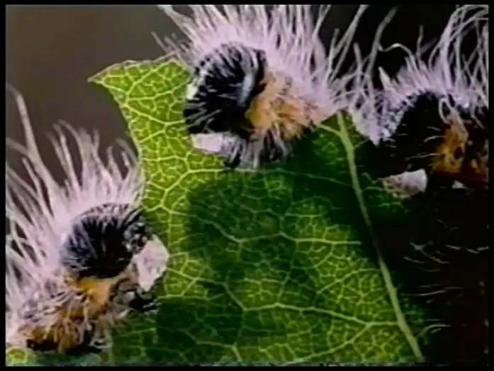 Watch film Microcosmos — Microcosmos Trailer