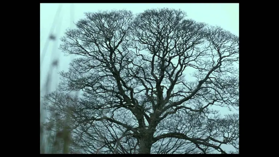 Watch film Wuthering Heights — Official US Theatrical Trailer