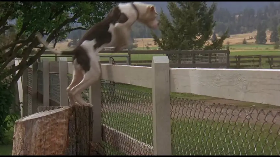 Watch film Homeward Bound: The Incredible Journey | L'incroyable voyage - "Le monstre va me d&eacute;vorer"