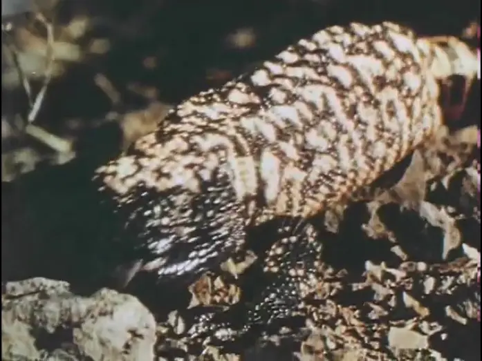 Watch film The Living Desert — Living Desert - Theatrical Trailer