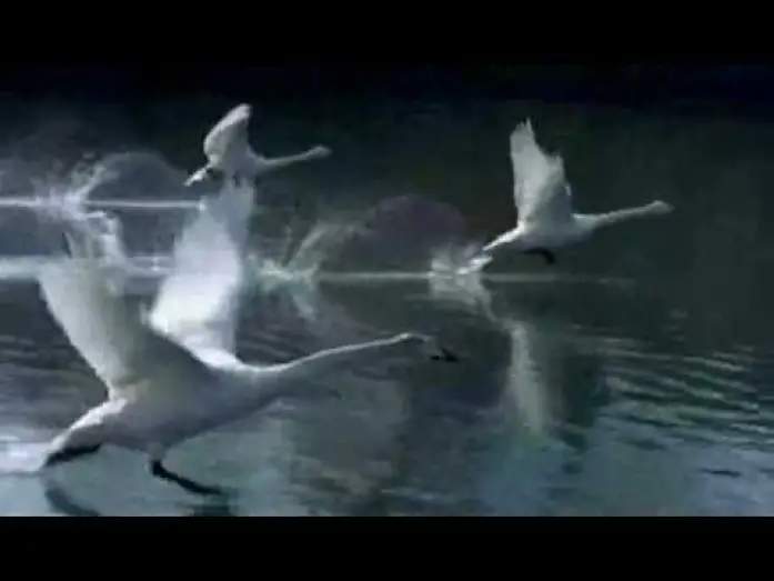 Watch film Winged Migration — Winged Migration (Le Peuple migrateur) - Trailer