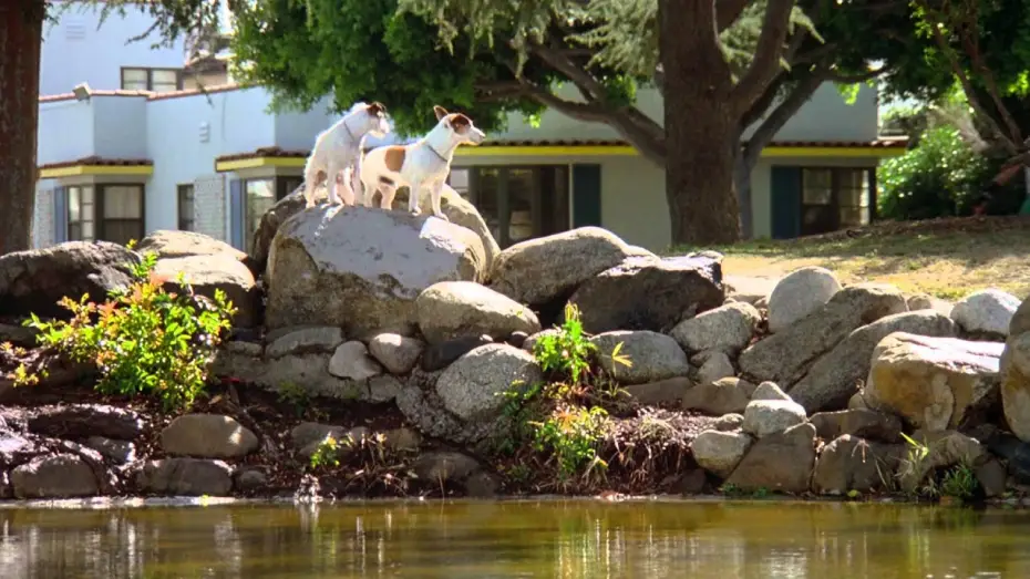 Watch film Beethoven's 2nd — Eine Familie namens Beethoven - Trailer