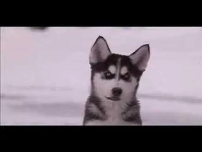Watch film Snow Buddies — Snow Buddies Trailer