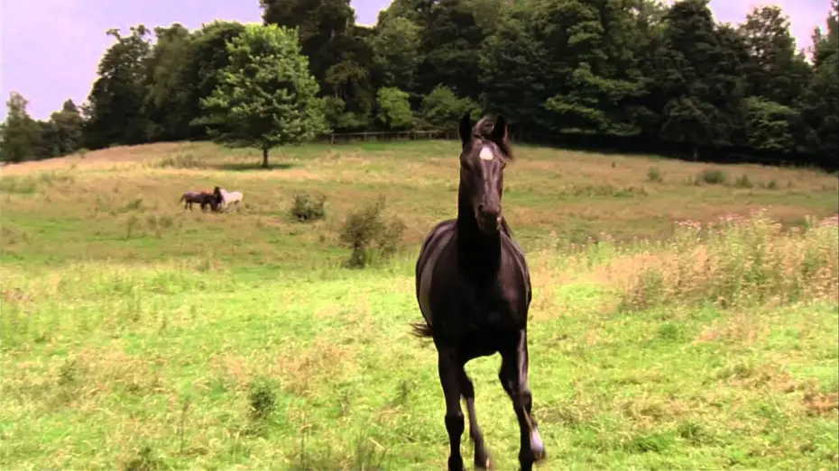 Watch film Black Beauty — Black Beauty - Trailer